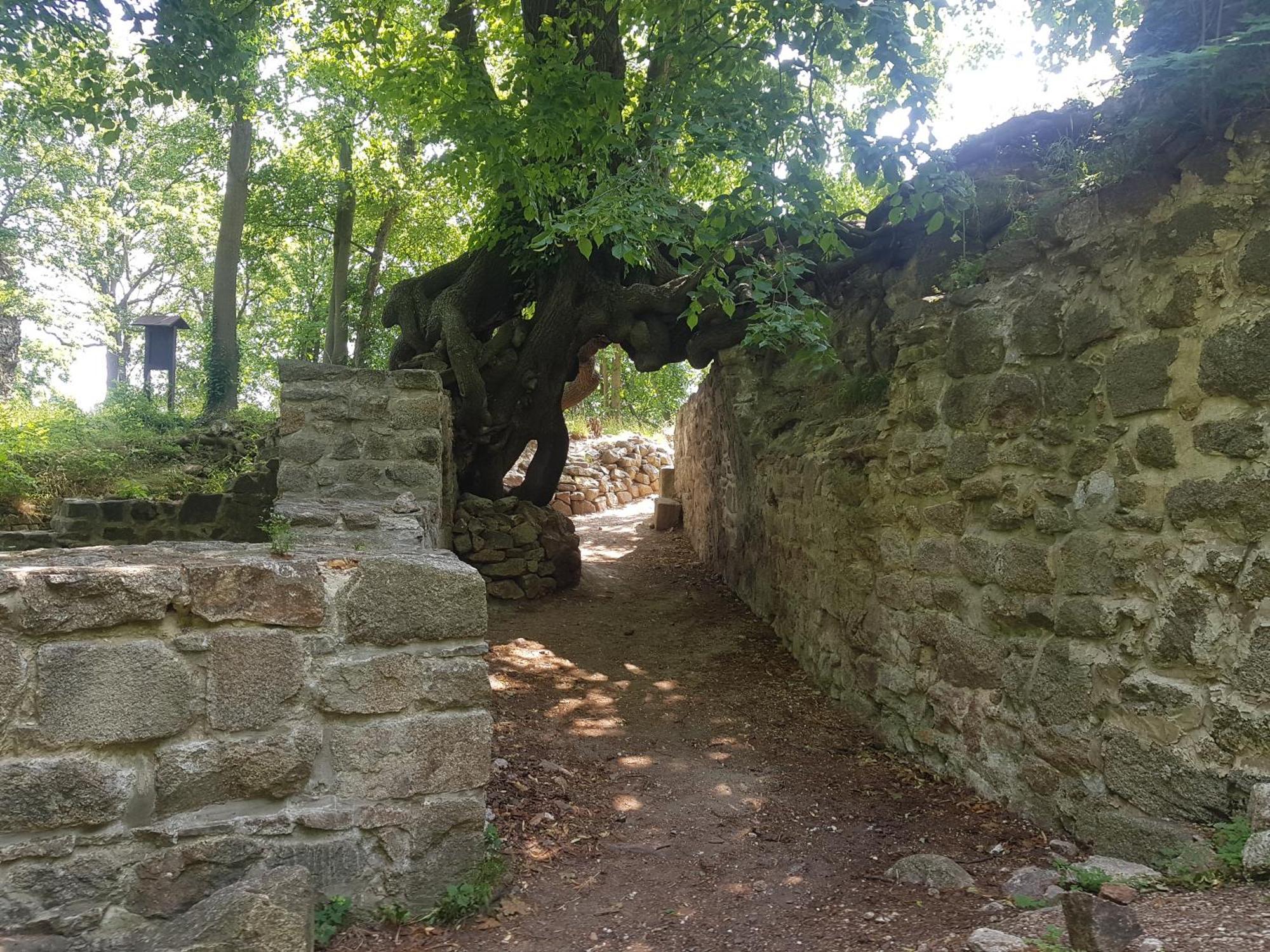 Ferienhaus Renate 7 Thale Esterno foto